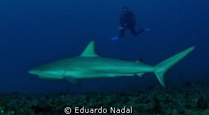 reef shark by Eduardo Nadal 